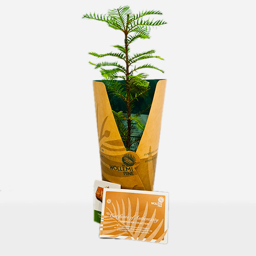 Wollemi Pine Package
