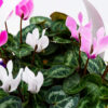 Cyclamen Pink & White Flowers