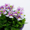 Nemesia Lilac Queen Flowers