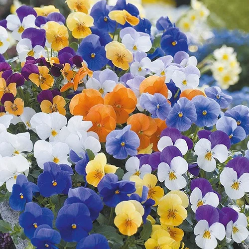 Viola Floral Power Mixed F1