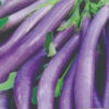 eggplant ping tung long
