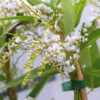 Hardenbergia White Out Flowers