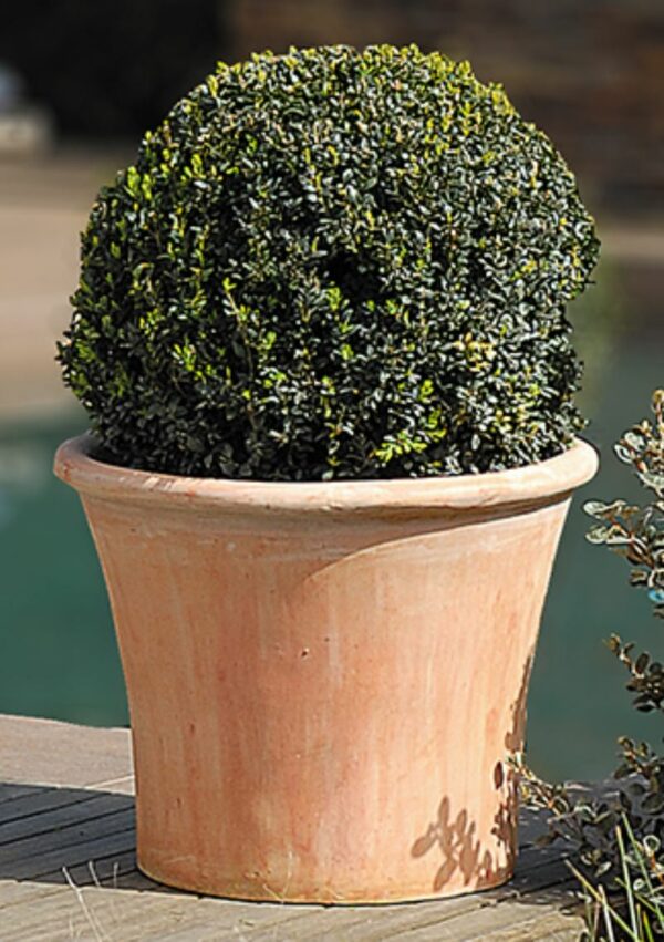 buxus in super tub