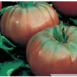 Heirloom tomato Black Krim