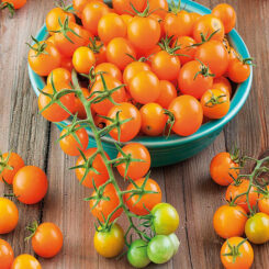 tomato sungold f1 hybrid