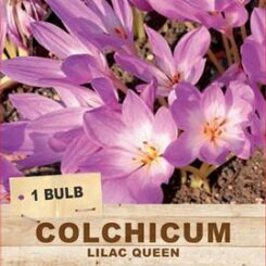 colchicum lilac queen