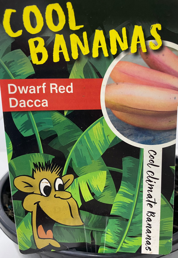 label red dacca