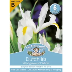 Dutch iris Wedgwood white