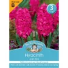 Hyacinth Jan Bos Bulbs