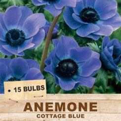 Anemone Cottage Blue Bulbs 15pk