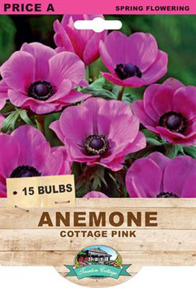 anemone cottage pink