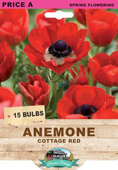 Anemone Cottage Red Bulbs 15pk