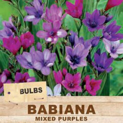 babiana mixed purple