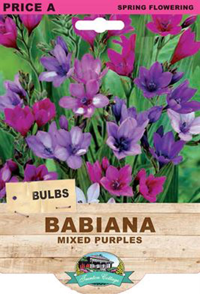 babiana mixed purple