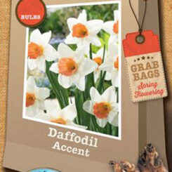 daffodil accent 15pk