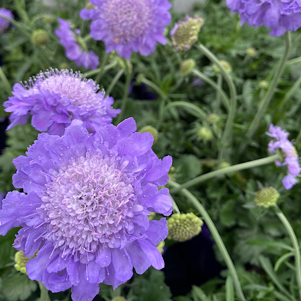 Scabiosa Mariposa Blue - 20cm - Garden World