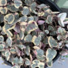 Chain of Hearts variegated