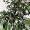 Ficus 'Midnight Beauty' 2