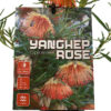 Yanchep-Rose-3