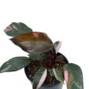 Philodendron-Pink-Princess