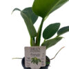philodendron-little-apple