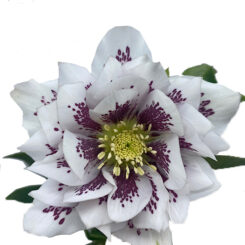 Hellebore double white spotted