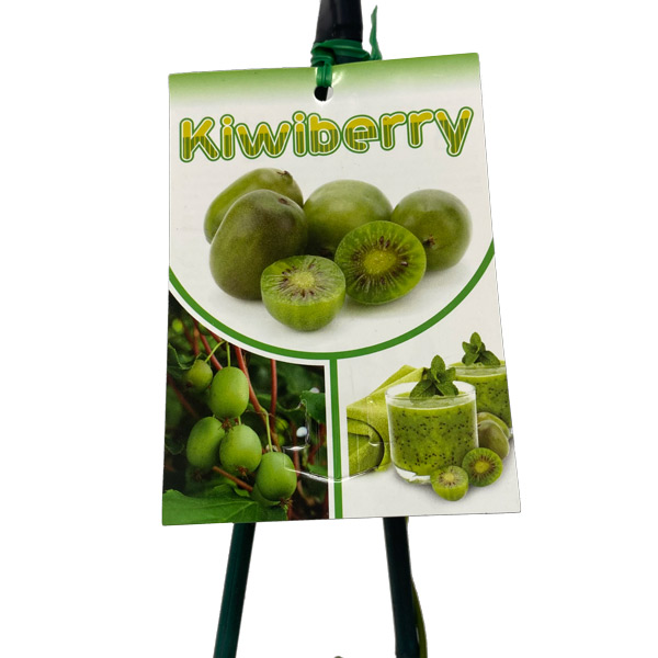 Kiwiberry