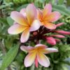 Close up image of frangipani flowers