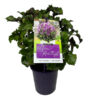Plectranthus mona amethyst in purple plastic nursery pot. The plant label shows an image of the plant in flower with a mass of purple-pink blooms
